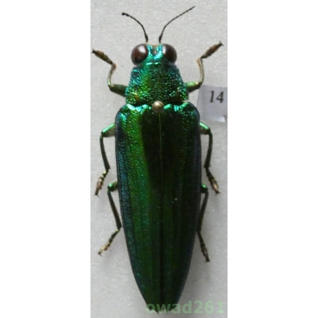Chrysochroa vittata (Fabricius, 1775) Thailand 39mm14